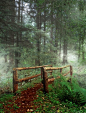 Mystical Forest, Ireland.