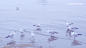 青海湖的海鸥，找不到一个好的方-lefrog