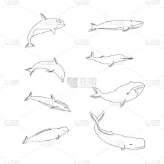 海豚,计算机图标,鲸,线条,可爱的,多样,野生动物,抹香鲸,江豚,逆戟鲸