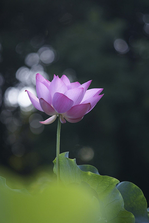 愿这一生都如一朵淡雅的莲婉约细致从容绽放无证无求轮回静守