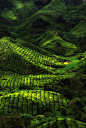 0mnis-e:

Tea farm, By DawnRoseCreation.
