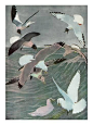 Giclee Print: Sea Birds Wall Art by Louis Agassiz Fuertes by Louis Agassiz Fuertes : 24x18in