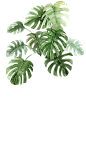 PNG免扣植物素材 (8)_PNG透明背景 _T2018816 #率叶插件，让花瓣网更好用#