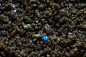 希氏弯喉海萤（学名：Vargula hilgendorfii）：一种介形虫，简称海萤，是生活在海湾里的一种浮游生物，为荧光动物。海萤的身体内有一种叫发光腺的奇特构造，受海浪拍打等刺激时，就会产生浅蓝色的光，一般在六七月份出现，而且是沿着沙滩呈带状。夜间能闪闪发光，科学家称这种生物光为“冷光”。该物种...展开全文c 