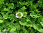 白车轴草图片_百度百科白车轴草（学名：Trifolium repens L）又名白三叶、白花三叶草、白车轴草、白三草、车轴草、荷兰翘摇等，多年生草本；短期多年生草本，生长期达6年，高10-30厘米。主根短，侧根和须根发达，茎匍匐蔓生，上部稍上升，节上生根，全株无毛。掌状三出复叶；托叶卵状披针形，膜质，基部抱茎成鞘状，离生部分锐尖；适应性广，抗热抗寒性强，可在酸性土壤中旺盛生长，也可在砂质土中生长，世界各地广泛栽培。有一定的观赏价值。