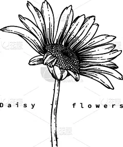 简单,贺卡,边框,复古风格,铅笔画,植物,夏天,线条画,草图,绘画插图