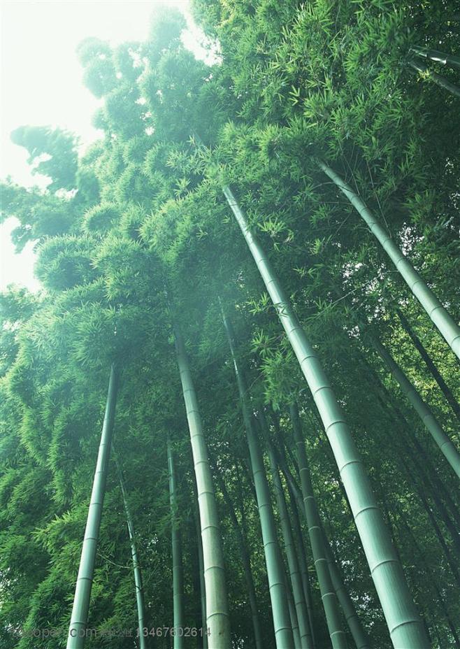 竹林风景- 仰视长势茂密的竹子高清摄影图...