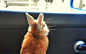 矮小兔子的悲哀 趣味 生活摄影 幽默 宠物摄影 可爱 兔子 