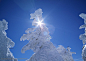 树林树木-阳光下被冰雪包裹得严严实实的松树特写高清桌面图片素材
