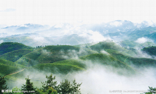 茶园摄影图_田园风光_田园风光_自然景观...