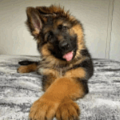 逗比拯救世界--专业的表情包搜索网站