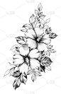 手绘的木槿花带叶