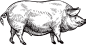 猪 简笔画