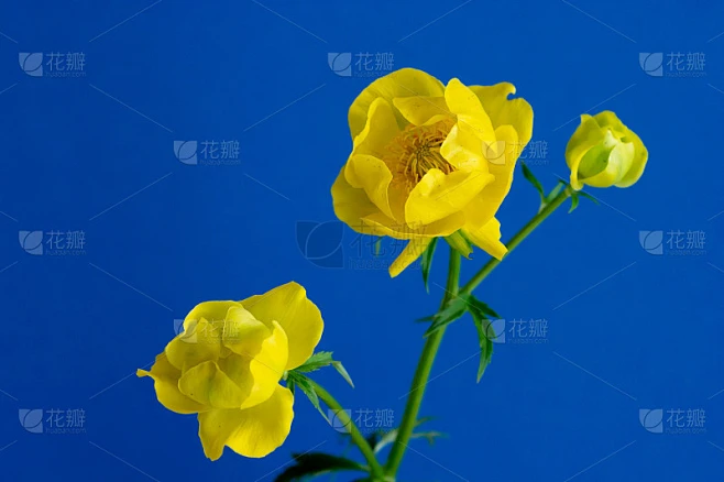 蓝底黄花