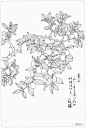 白描蔬果选页欣赏_腾讯新闻
