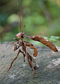 Stick mantid by chicorydellarts