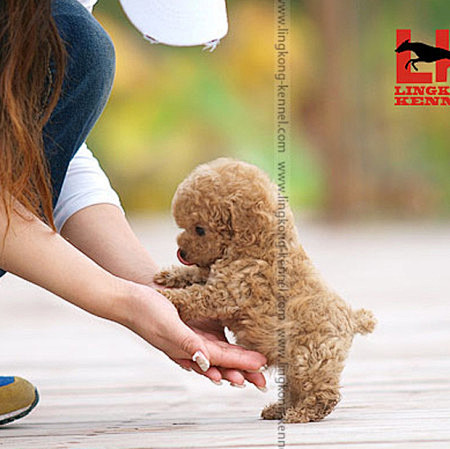 【图】凌空犬业纯种茶杯犬杏色泰迪贵宾幼犬...