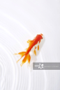 Goldfish swimming_创意图片
