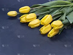 黑色背景上放着一束亮黄色的郁金香。一个复制，祝贺和良好祝愿的地方。