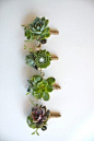 Succulents - Unique Boutonnieres for the Groom - Photos