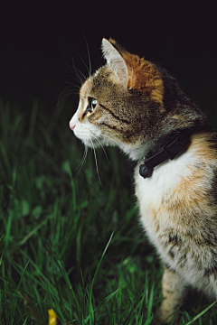 疯子不会想采集到M-猫啊狗啊
