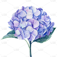 花瓣素材-设计素材采集到装饰元素-图片