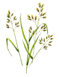 Botanical illustrations for Digital BBDO. Herb : Botanical watercolor illustrations
