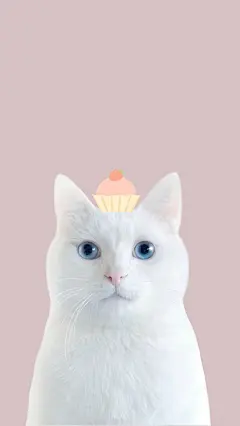 头顶美食卖萌的纯白色猫咪手机壁纸