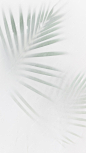 Blurred green palm leaves on off white