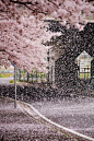 zekkei-beautiful-scenery:Cherry blossoms in Japan Sakura...: 