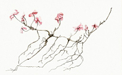 woolf采集到梅花