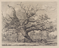 cowthorpe-oak-rawscan.jpg (4564×3738)
