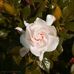 【白蝉系列】胡乱调色-Rycoo Lofter 