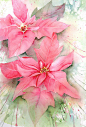 Pink Poinsettias #水彩#