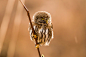 Northern Pygmy Owl