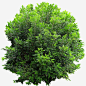 绿色植物免抠素材_元小素 https://iipng.com 树丛 树木 树灌 植物 植被 灌木丛 绿色