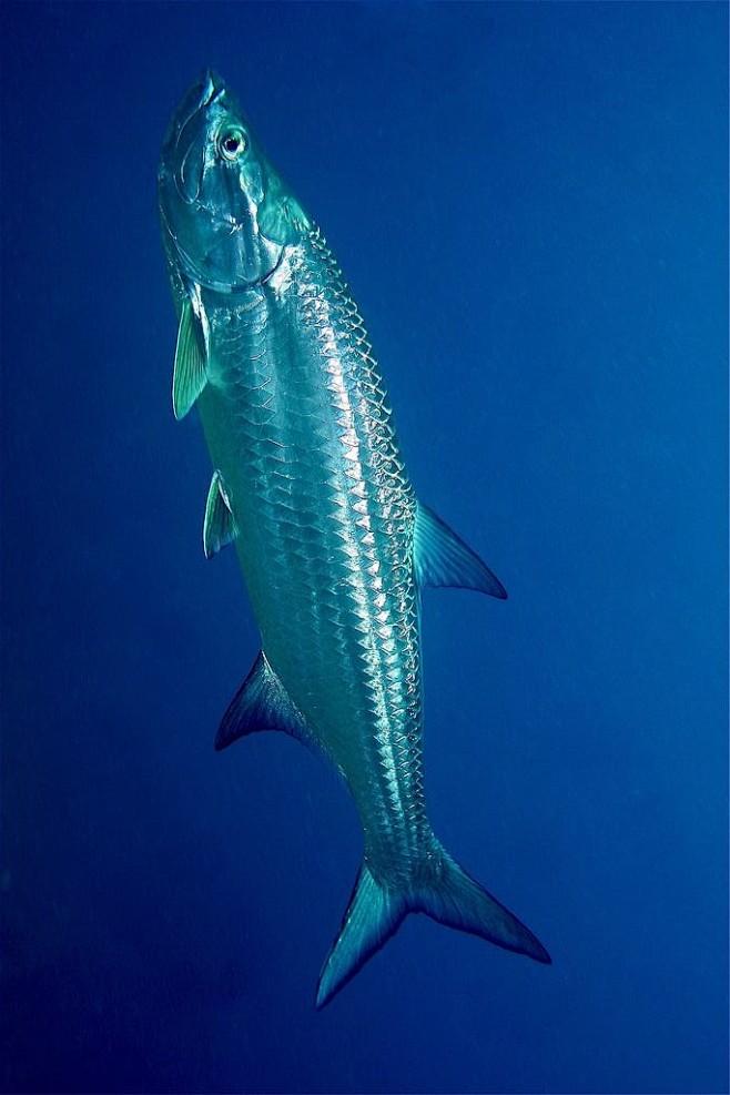 海鲢目大海鲢科大西洋大海鲢