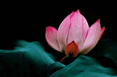 荷花桌面壁纸_百度图片搜索