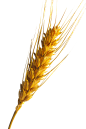 小麦2
