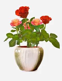 盛开的花高清素材 情人节海报设计素材 春天归来海报设计元素 玫瑰 红色 绽放 花的海洋海报素材 免抠png 设计图片 免费下载