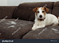 FURRY JACK RUSSELL DOG, SHEDDING HAIR DURING MOLT SEASON PLAYING ON GRAY SOFA FURNITURE.