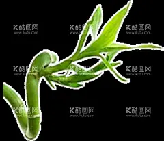 竹子 图片 竹叶 png  手  - 源文件下载【酷图网】竹子,图片,竹叶,png,手绘,竹子翠竹,绿竹,竹枝,竹报平安,中国风,竹,竹子绘画,竹子矢量图,竹子墙贴,挂画插画,竹子手绘,竹林,竹笋,卡通竹笋,插画,植物,意境竹枝,竹影清风,竹子背景,手绘竹,绿色竹子,春天,插画竹子,手绘绿植,绿色植物,富贵竹,竹子素材,竹素材,