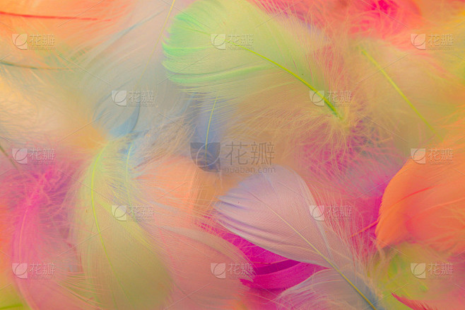 美丽抽象的紫色和蓝色羽毛上的白色背景和柔...