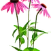 松果菊