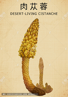 大东说采集到插画