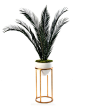 Mid-Century Palms - Botanicals - Accessories & Botanicals - Our Products