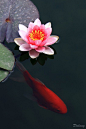 https://flic.kr/p/adRzwn | Untitled | Taken at a pond of Suzhou Museum, Jiangsu, China.: 