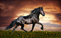 General 2560x1600 animals horse Dark Horse