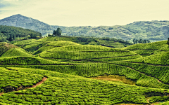 不是粽子采集到茶