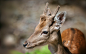 General 2560x1600 animals deer fawns baby animals